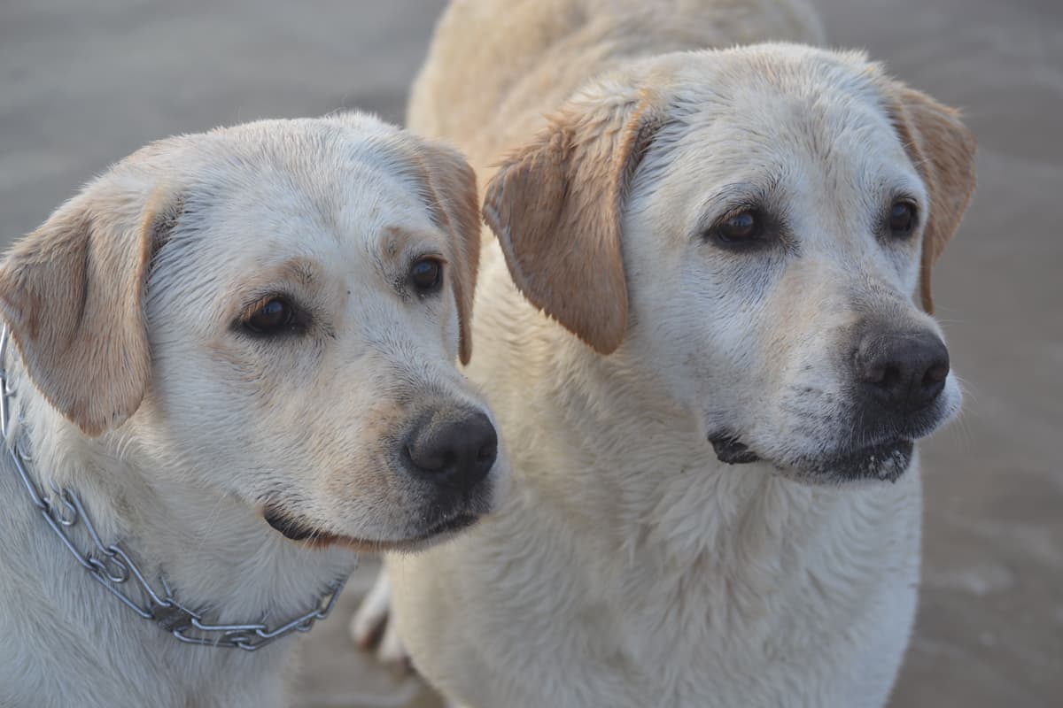 Labrador Retriever Puppies breeder image 8