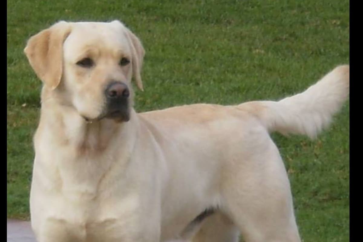 Labrador Retriever Puppies breeder image 11