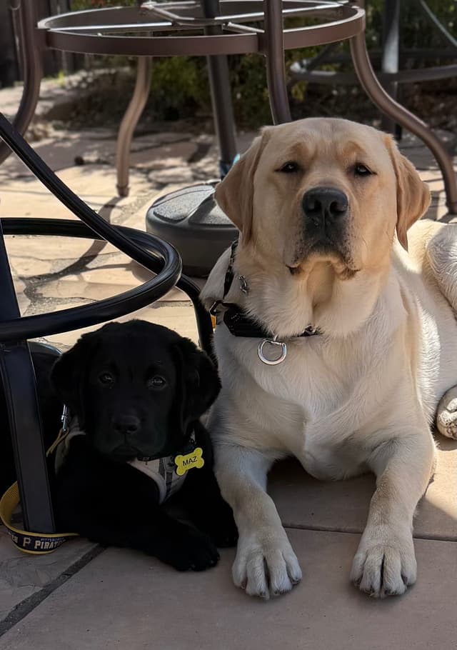 Labrador Retriever Puppies media 2