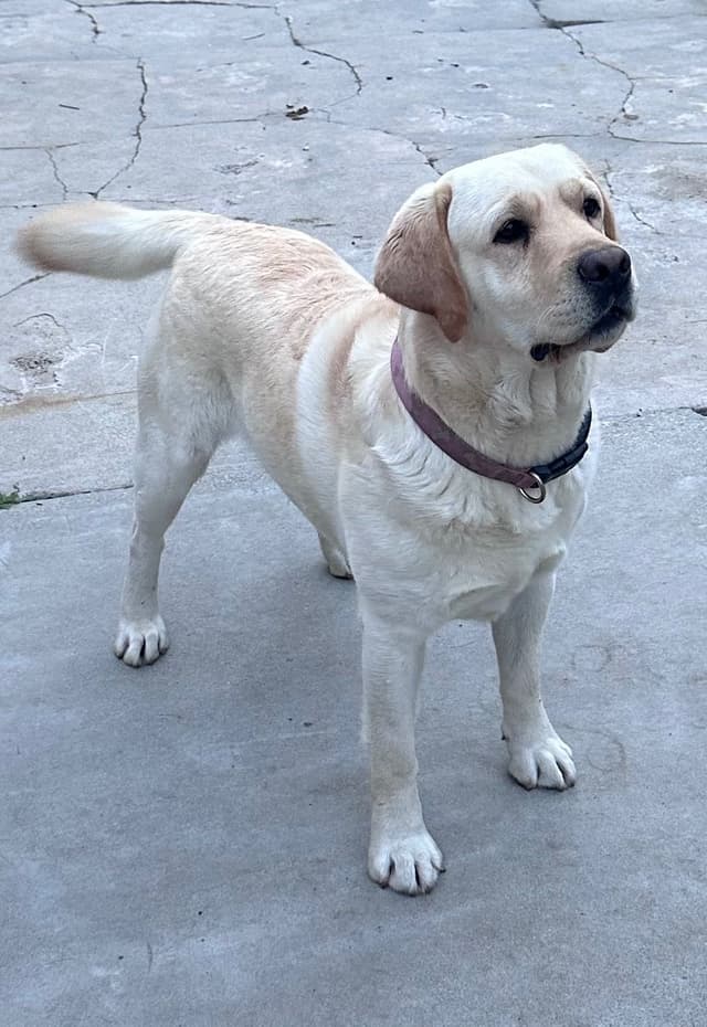 Labrador Retriever Puppies media 3
