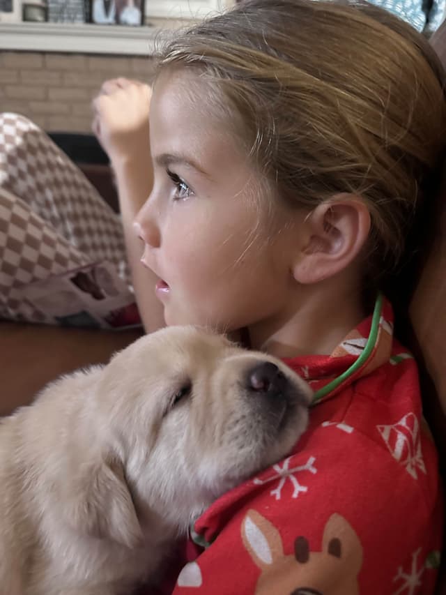 Labrador Retriever Puppies media 5