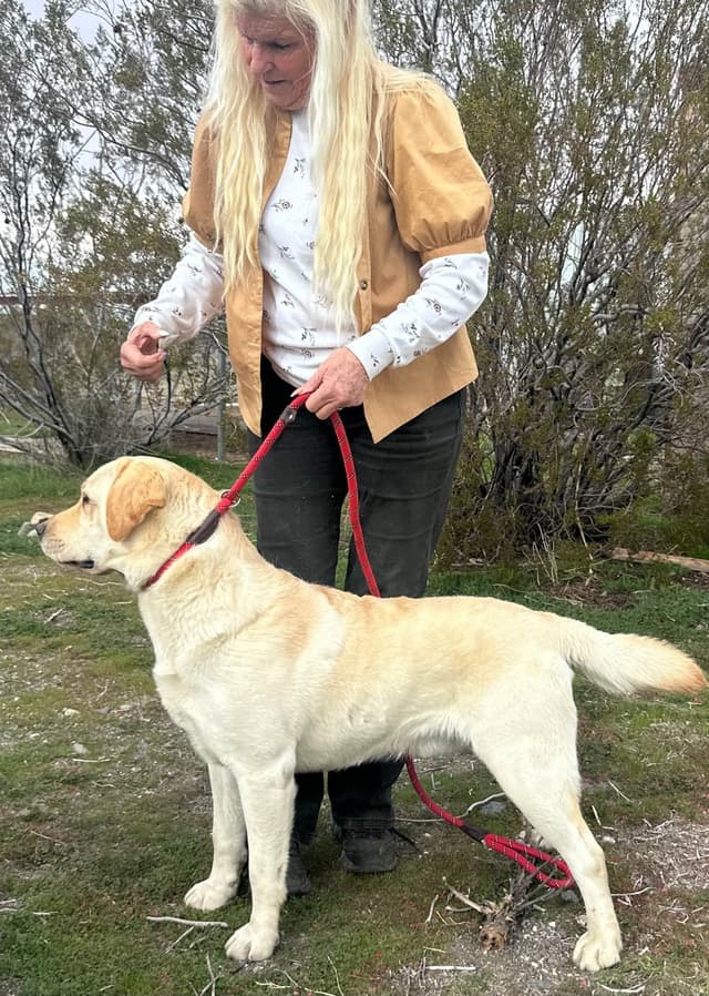 Labrador Retriever Puppies media 7