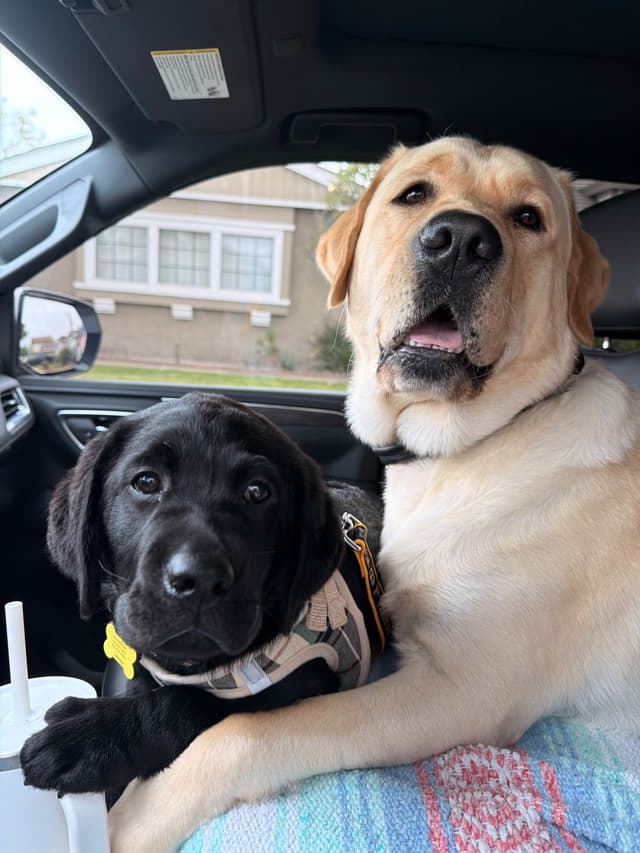 Labrador Retriever Puppies media 8