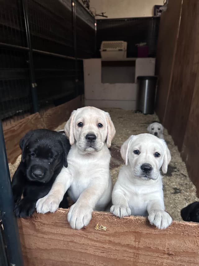 Labrador Retriever Puppies media 9