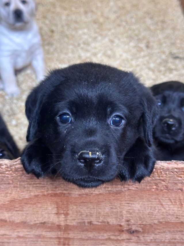 Labrador Retriever Puppies media 11