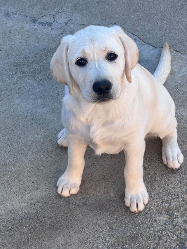 Labrador Retriever Puppies media 12