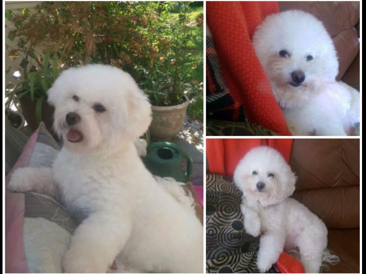 Bichon Frise Puppies breeder image 11
