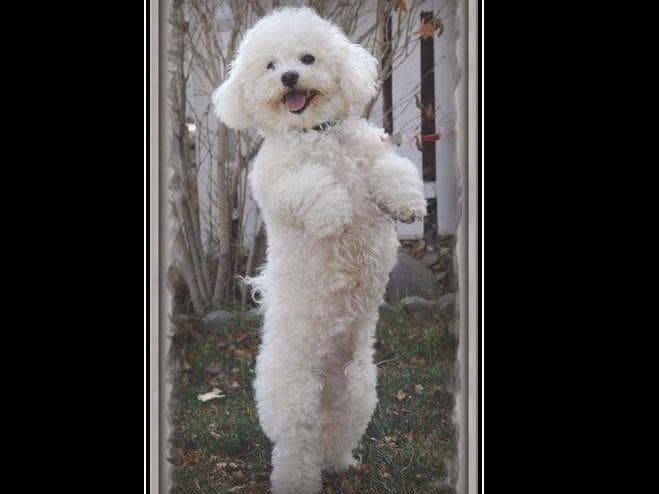 Bichon Frise Puppies breeder image 2