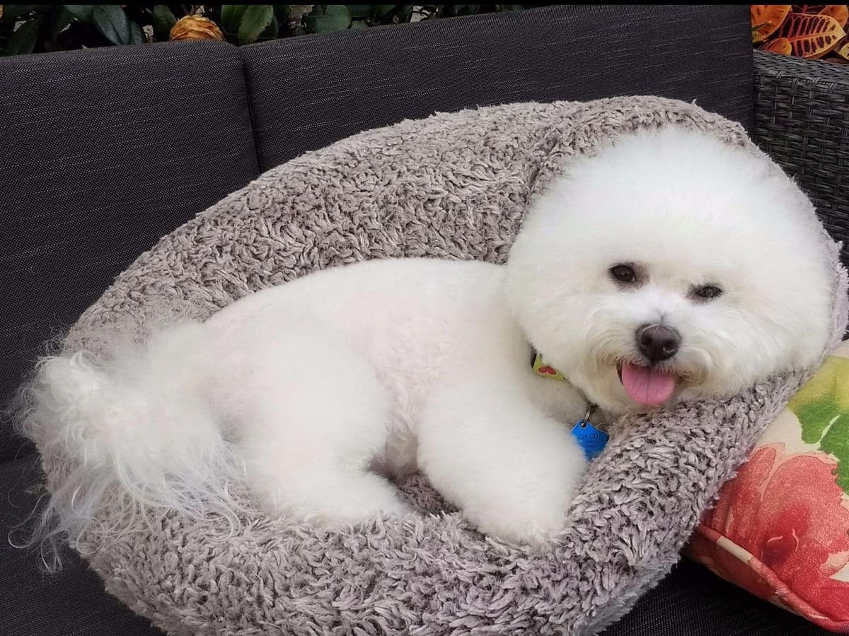 Bichon Frise Puppies breeder image 9