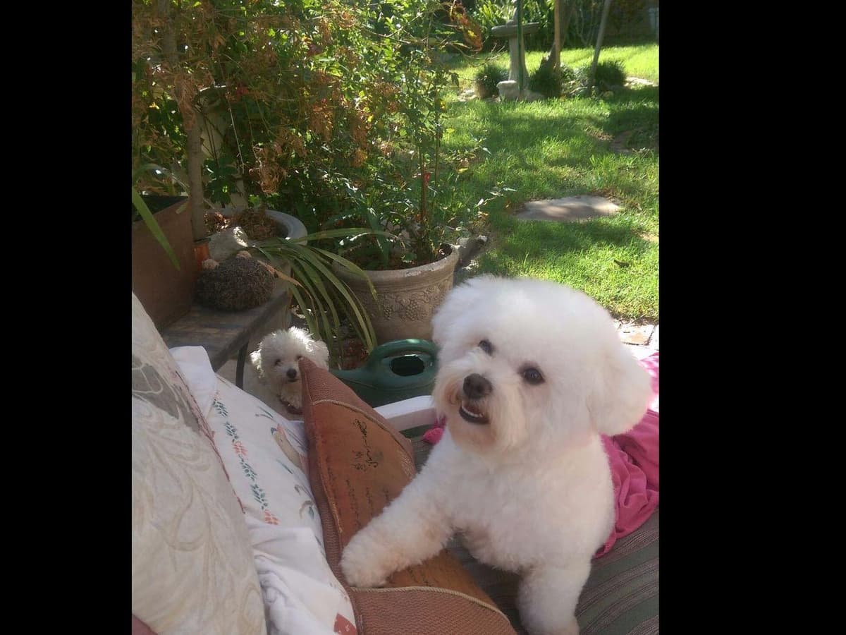 Bichon Frise Puppies breeder image 8
