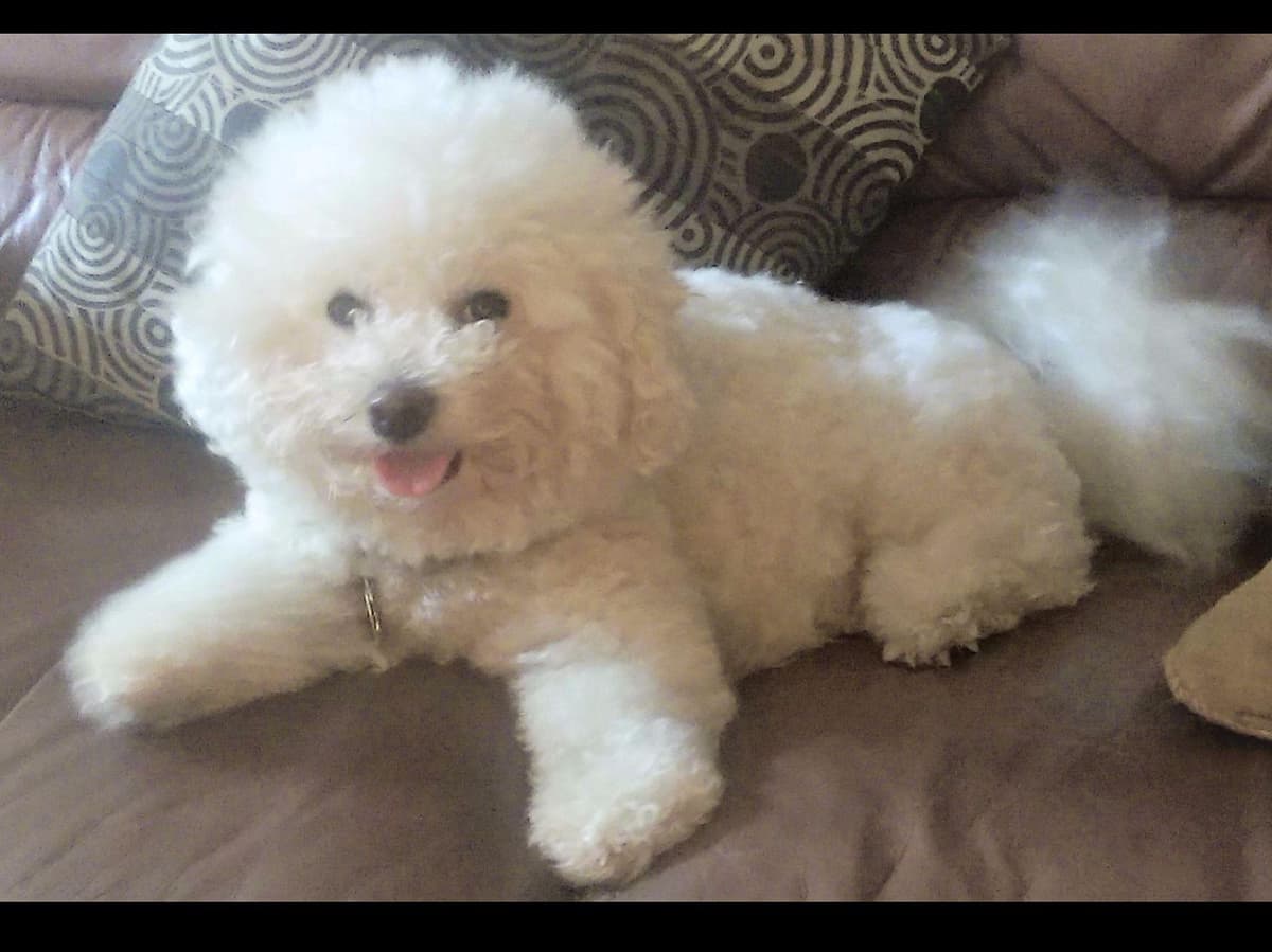 Bichon Frise Puppies breeder image 7