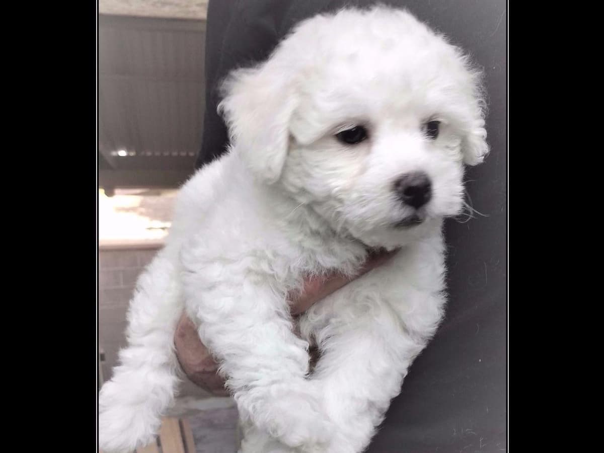 Bichon Frise Puppies breeder image 6