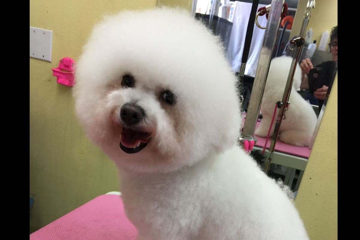 Bichon Frise Puppies breeder image 4