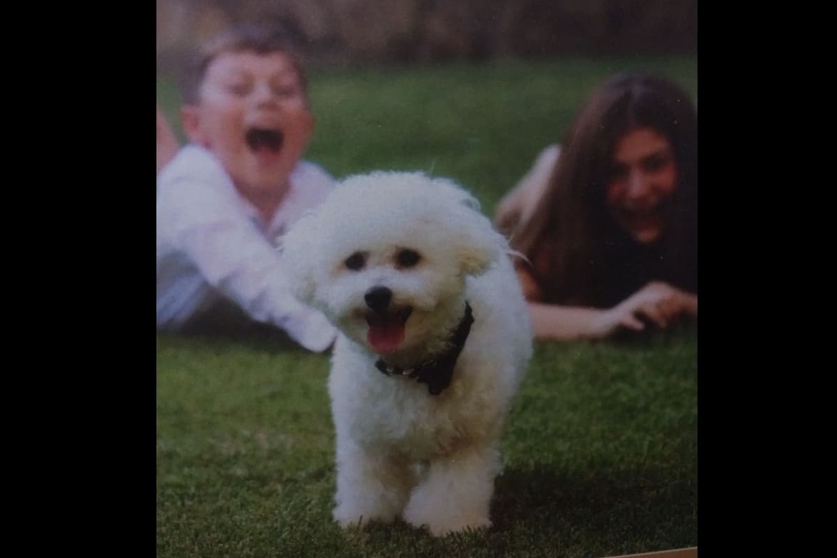 Bichon Frise Puppies breeder image 3