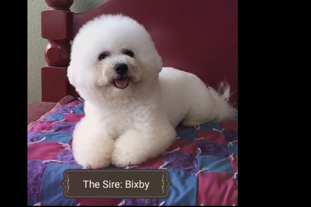 Bichon Frise Puppies breeder image 1