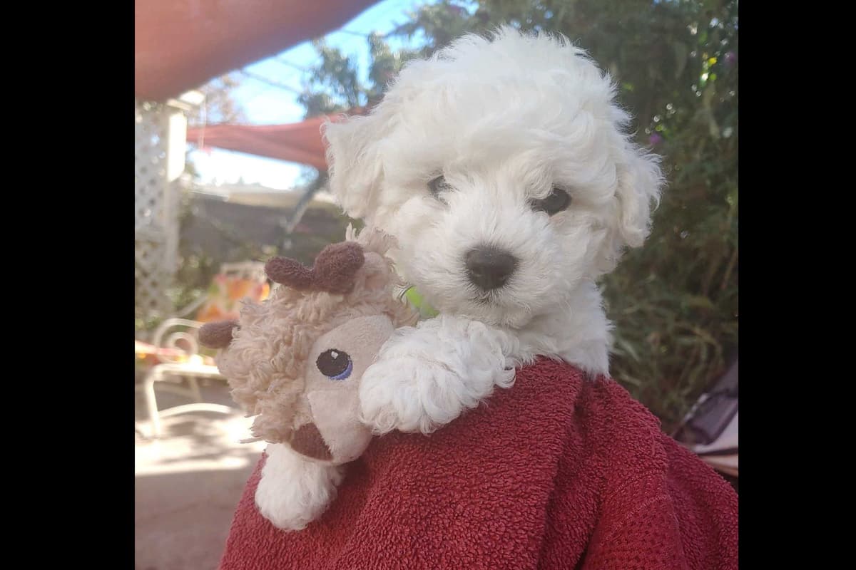 Bichon Frise Puppies breeder image 13