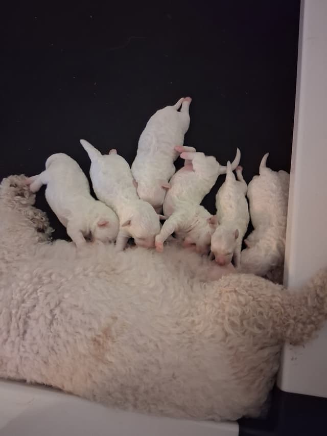Bichon Frise Puppies media 2