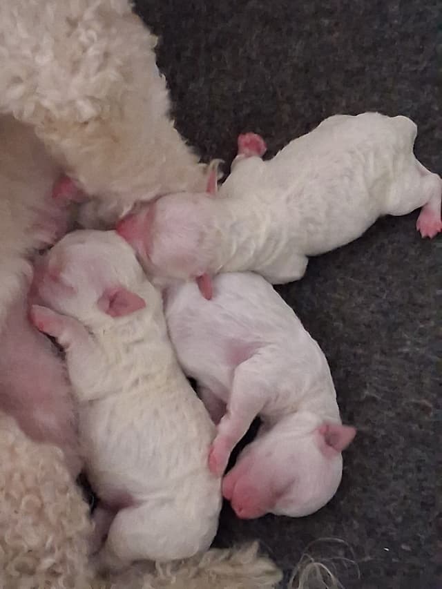 Bichon Frise Puppies media 3