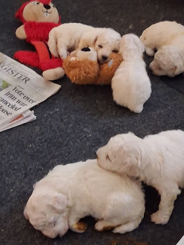 Bichon Frise Puppies media 4