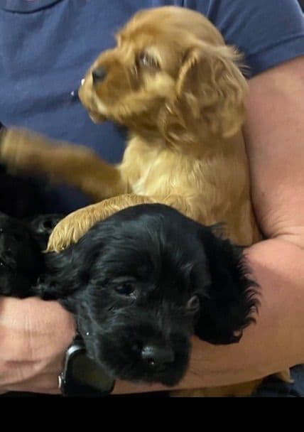Cocker Spaniel Puppies media 2