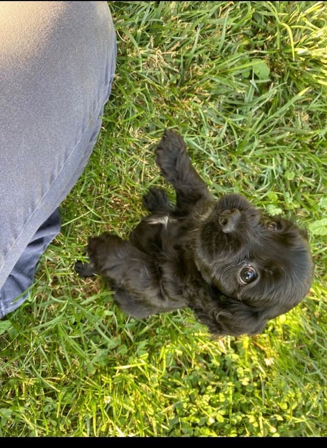 Cocker Spaniel Puppies media 3