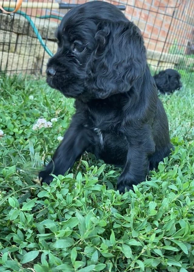 Cocker Spaniel Puppies media 4