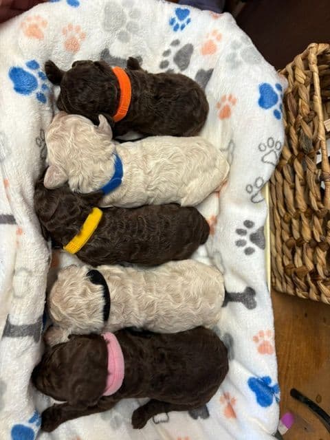 Poodle Puppies breeder image 2
