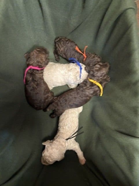 Poodle Puppies media 5
