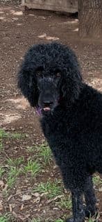 Poodle Puppies media 6