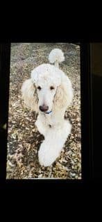 Poodle Puppies media 7