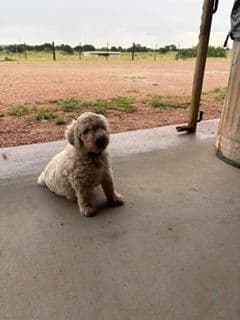 Poodle Puppies media 8