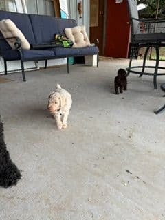 Poodle Puppies media 9