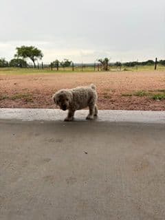 Poodle Puppies media 10