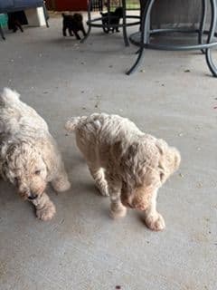Poodle Puppies media 11