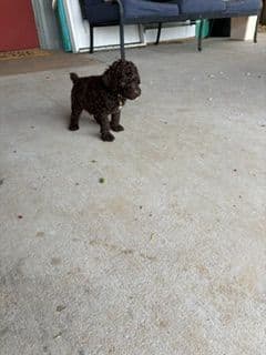 Poodle Puppies media 12