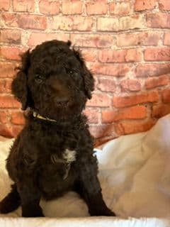 Poodle Puppies media 3
