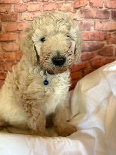 Poodle Puppies media 2