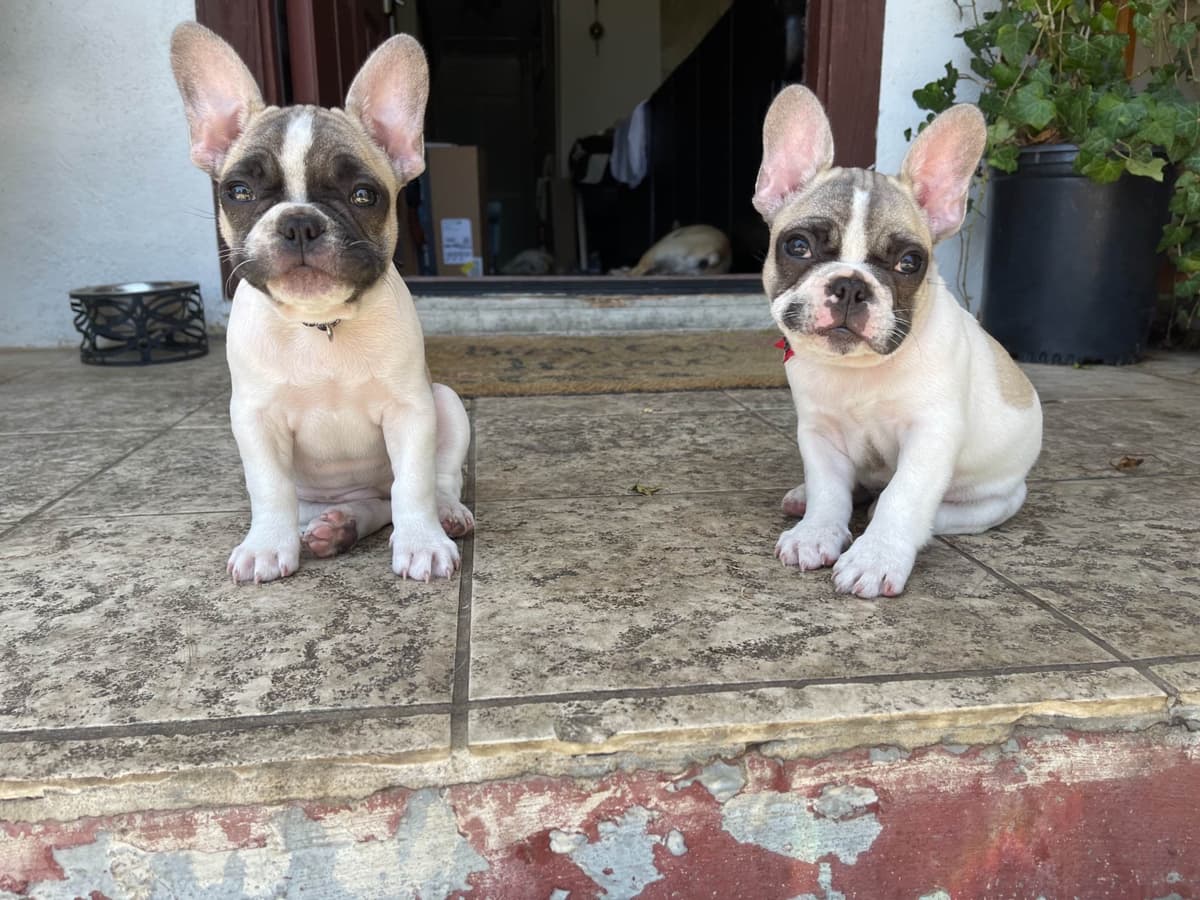 Healthy & Happy French Bulldog Puppies breeder image 4