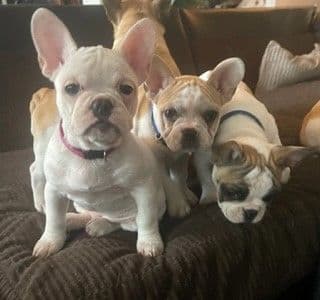 Healthy & Happy French Bulldog Puppies breeder image 2