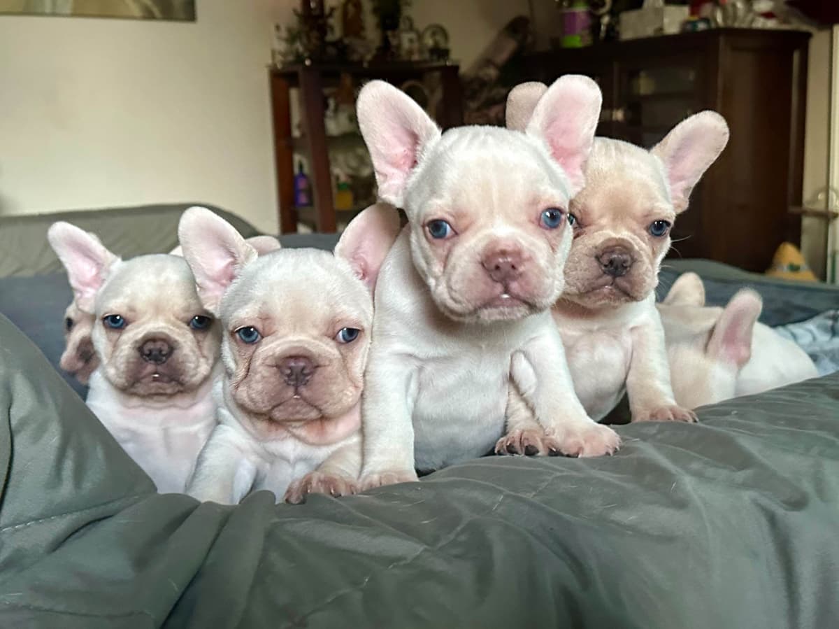Healthy & Happy French Bulldog Puppies breeder image 6