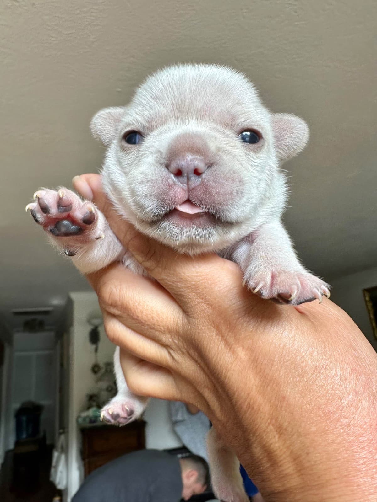Healthy & Happy French Bulldog Puppies breeder image 5
