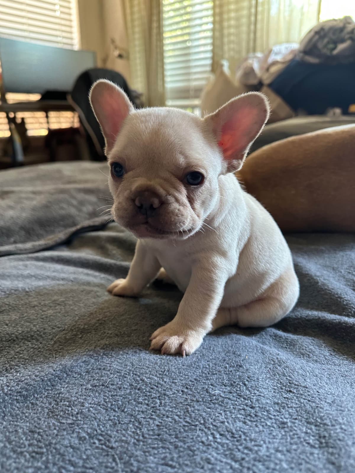 Healthy & Happy French Bulldog Puppies breeder image 7