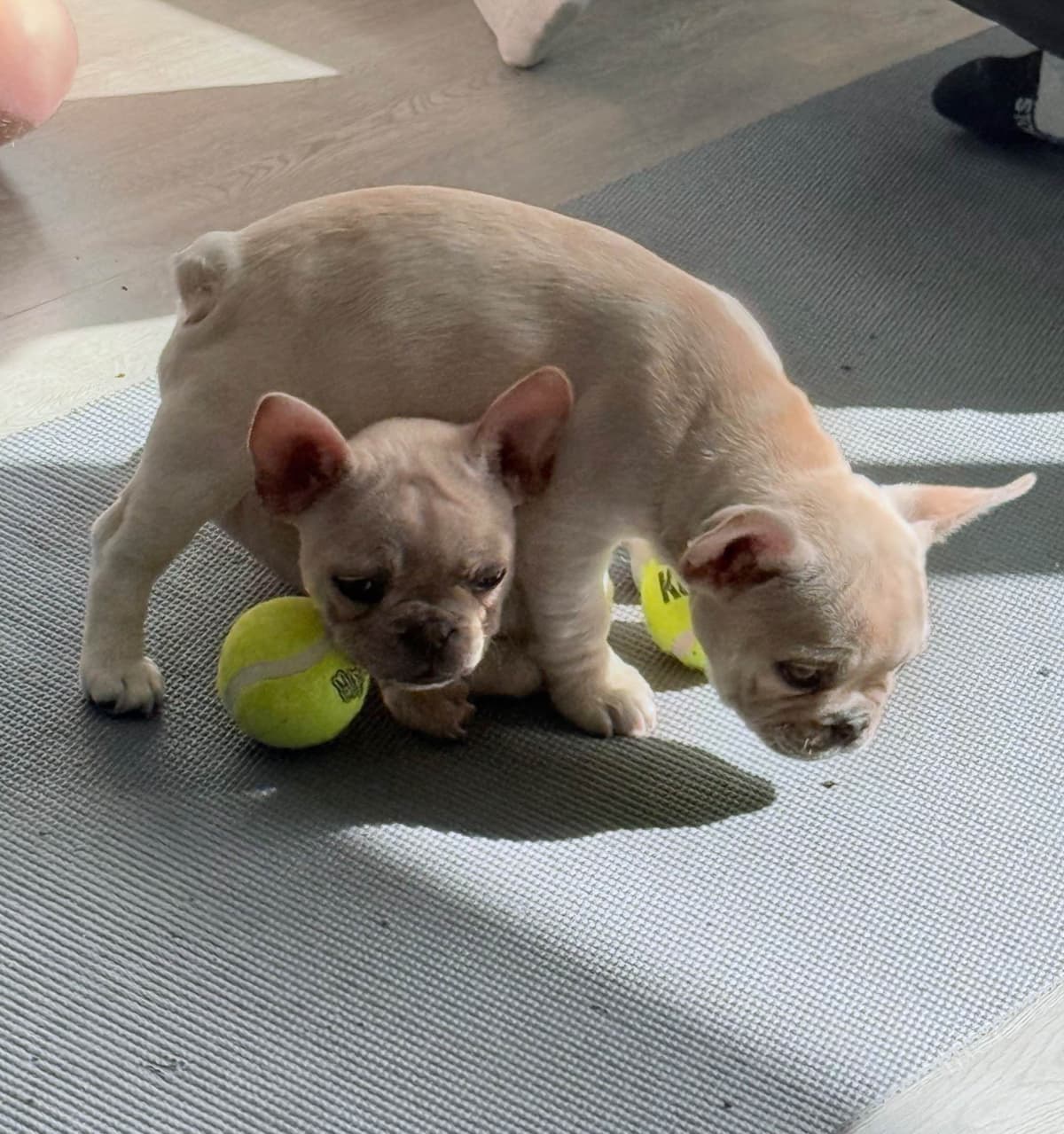Healthy & Happy French Bulldog Puppies breeder image 9
