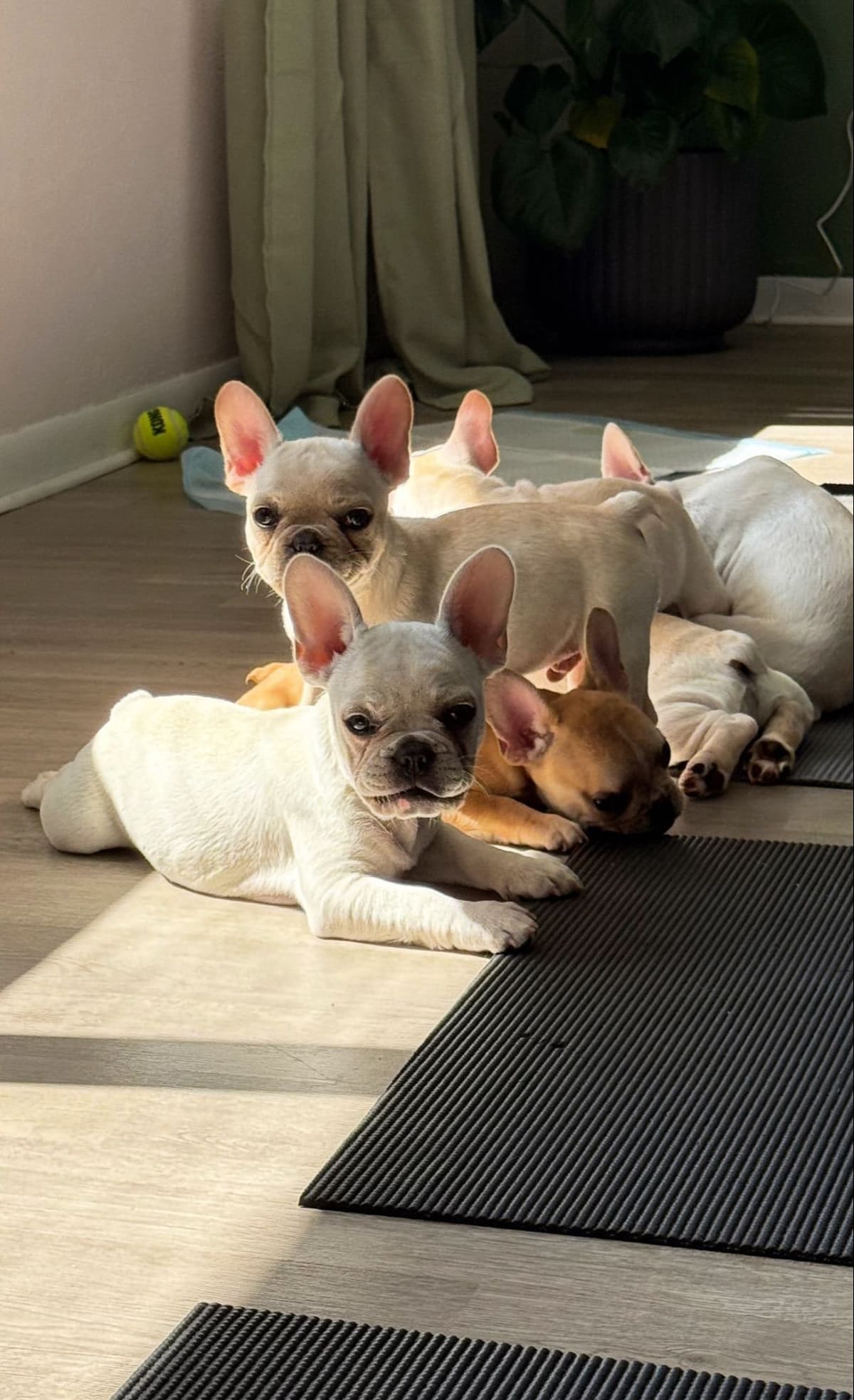 Healthy & Happy French Bulldog Puppies breeder image 8