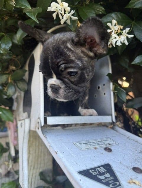 Healthy & Happy  French Bulldog Puppies media 2