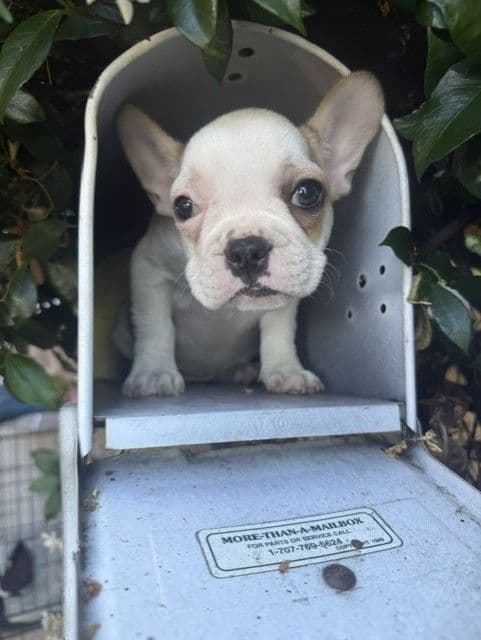 Healthy & Happy  French Bulldog Puppies media 4