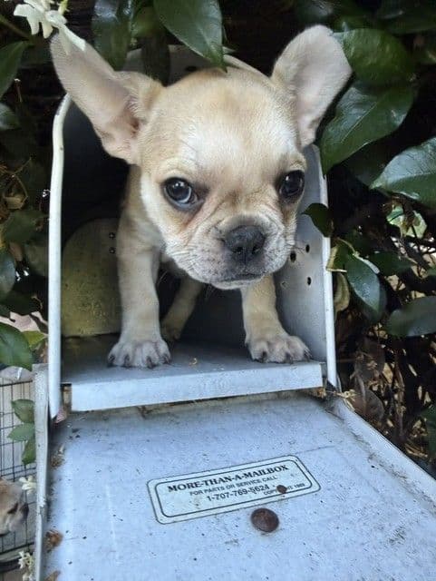 Healthy & Happy  French Bulldog Puppies media 5