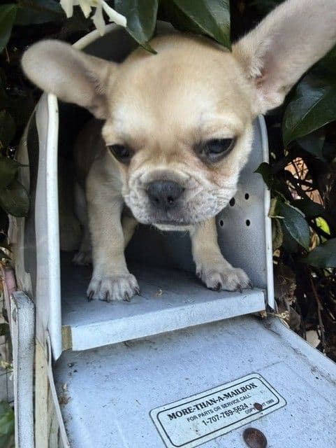 Healthy & Happy  French Bulldog Puppies media 6