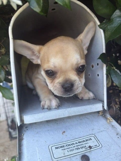 Healthy & Happy  French Bulldog Puppies media 7