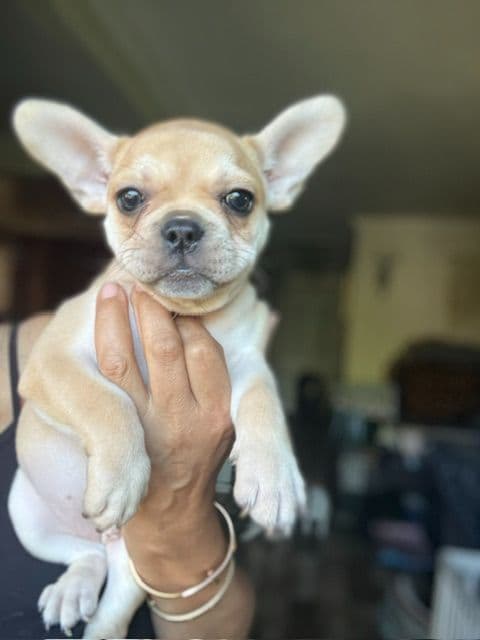 Healthy & Happy  French Bulldog Puppies media 8